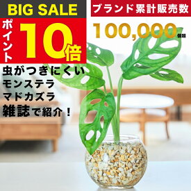 【雑誌で紹介・10000個超販売実績】 マドカズラ 観葉植物 本物 ミニ 東京寿園 土を使わない ミニ観葉植物 小さい 室内 育てやすい ハイドロカルチャー おしゃれ 本物 卓上 デスク 玄関 トイレ インテリア ギフト お祝い 開業祝い 母の日 風水に良い 縁起の良い