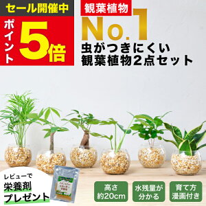 【楽天1位・10000個超販売実績】 観葉植物 選べる2点 セット ハイドロカルチャー 小さい 土を使わない観葉植物 虫 わかない 初心者 室内 おしゃれ 卓上 玄関 トイレ インテリア リビング 風水