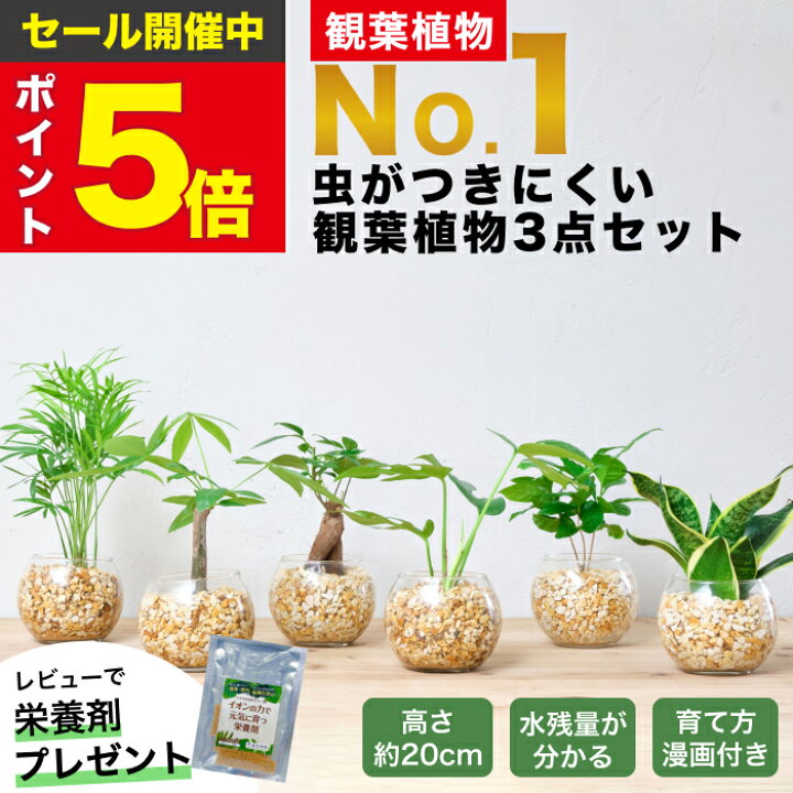 楽天市場】【楽天1位・10000個超販売実績】 観葉植物 選べる3点 セット  