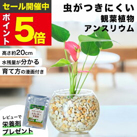 【雑誌で紹介・10000個超販売実績】 アンスリウム 観葉植物 本物 ミニ 東京寿園 土を使わない ミニ観葉植物 小さい 室内 育てやすい ハイドロカルチャー おしゃれ 本物 卓上 デスク 玄関 トイレ インテリア ギフト お祝い 開業祝い 母の日 風水に良い 縁起の良い