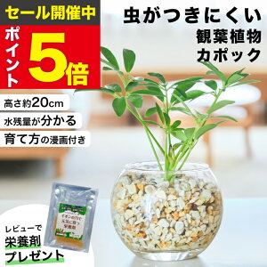 yGŏЉE10000̔сz J|bN VFt ϗtA { ~j  ygȂ ~jϗtA   Ă₷ nChJ`[  {  fXN 