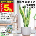 【雑誌で紹介・10000個超販売実績】 サンスベリア 大型 観葉植物 本物 東京寿園 土を使わない 大型観葉植物 大きい 室内 育てやすい ハイドロカルチャー おしゃれ 本物 卓上 デスク 玄関 トイレ インテリア ギフト お祝い 開業祝い 母の日 風水に良い 縁起の良い