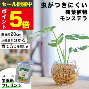 yGŏЉE10000̔сz Xe ϗtA { ~j  ygȂ ~jϗtA   Ă₷ nChJ`[  {  fXN  gC