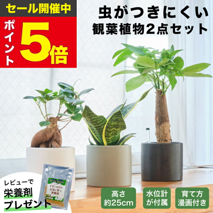 楽天市場】【雑誌で紹介・10000個超販売実績】観葉植物 選べる2点 