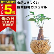【雑誌で紹介・10000個超販売実績】ガジュマル ガジュマルの木 観葉植物 ハイドロカルチャー ミニ 沖縄 …
