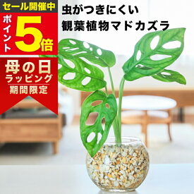 【雑誌で紹介・10000個超販売実績】 マドカズラ 観葉植物 本物 ミニ 東京寿園 土を使わない ミニ観葉植物 小さい 室内 育てやすい ハイドロカルチャー おしゃれ 本物 卓上 デスク 玄関 トイレ インテリア ギフト お祝い 開業祝い 母の日 風水に良い 縁起の良い