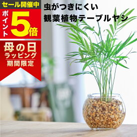 【雑誌で紹介・10000個超販売実績】 テーブルヤシ 観葉植物 ハイドロカルチャー ミニ 水耕栽培 土を使わない ミニ観葉植物 小さい 室内 育てやすい ハイドロカルチャー おしゃれ 卓上 デスク 玄関 トイレ インテリア 風水 ギフト お祝い 開業祝い 風水に良い 本物 東京寿園