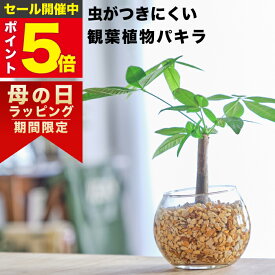 【雑誌で紹介・10000個超販売実績】 パキラ 金のなる木 観葉植物 ハイドロカルチャー ミニ 水耕栽培 おしゃれ 土を使わない ミニ観葉植物 小さい 室内 卓上 デスク 玄関 トイレ インテリア 風水 洗面所 ギフト お祝い 開業祝い 風水に良い 縁起の良い 本物 東京寿園