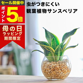【雑誌で紹介・10000個超販売実績】サンスベリア サンセベリア ハニーボニー 観葉植物 ハイドロカルチャー ミニ 水耕栽培 土を使わない 希少 ミニ観葉植物 小さい 室内 おしゃれ 卓上 デスク 玄関 トイレ インテリア 風水 ギフト お祝い 開業祝い 風水に良い 本物 東京寿園