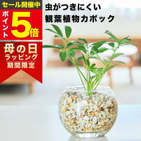 【雑誌で紹介・10000個超販売実績】 カポック シェフレラ 観葉植物 本物 ミニ 東京寿園 土を使わない ミニ観葉植物 小さい 室内 育てやすい ハイドロカルチャー おしゃれ 本物 卓上 デスク 玄関 トイレ インテリア ギフト お祝い 開業祝い 母の日 風水に良い 縁起の良い