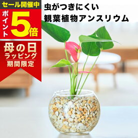 【雑誌で紹介・10000個超販売実績】 アンスリウム 観葉植物 本物 ミニ 東京寿園 土を使わない ミニ観葉植物 小さい 室内 育てやすい ハイドロカルチャー おしゃれ 本物 卓上 デスク 玄関 トイレ インテリア ギフト お祝い 開業祝い 母の日 風水に良い 縁起の良い