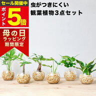 【楽天1位・10000個超販売実績】 観葉植物 選べる3点 セット ハイドロカルチャー 小さい 土を使わない観…