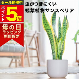 【雑誌で紹介・10000個超販売実績】 サンスベリア 大型 観葉植物 本物 東京寿園 土を使わない 大型観葉植物 大きい 室内 育てやすい ハイドロカルチャー おしゃれ 本物 卓上 デスク 玄関 トイレ インテリア ギフト お祝い 開業祝い 母の日 風水に良い 縁起の良い