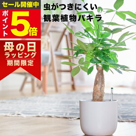 【雑誌で紹介・10000個超販売実績】 パキラ 大型 観葉植物 本物 東京寿園 土を使わない 大型観葉植物 大きい 室内 育てやすい ハイドロカルチャー おしゃれ 本物 卓上 デスク 玄関 トイレ インテリア ギフト お祝い 開業祝い 母の日 風水に良い 縁起の良い 金の成る木
