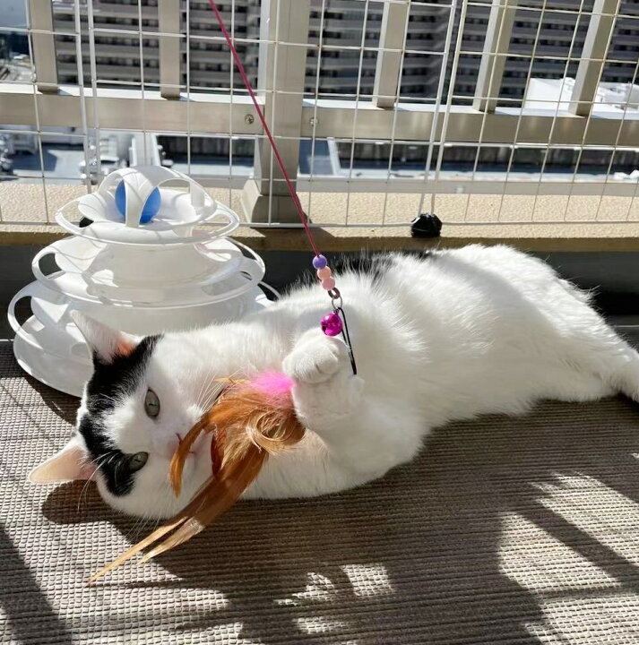 楽天市場】猫じゃらし ネコちゃんのおもちゃ 飼い主と一緒に遊べる 