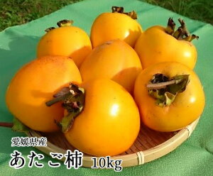 yQYz`  10kg@咆TCYi`E݂邵`E킵`p a`E`j