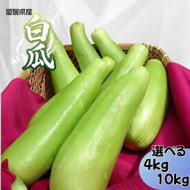 【予約販売・6月下旬より発送予定】愛媛県産 白瓜（しろうり） 4kg / 10kg選択可奈良漬・粕漬け・浅漬け・酢の物に最適｜国産ウリ【送料無料】※（北海道・沖縄・離島除く）【旬野菜・家庭用・業務用】