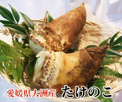 【送料無料】愛媛県大洲市産　旬を先取り！朝採れたけのこ 2kg（2?4本（目安）入り）[米ぬか付き・筍・竹の子]｜ROOM - 欲しい! に出会える。