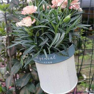 K[fjO ԕr v^[ ACA  Aؔ  K[f x_ Ǌ| ݂艺 zCgn