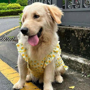 ペット服 犬用 ラブラドール サモエド スカート ゴールデンレトリバー ボーダーコリー ベスト 中型犬 大型犬 かわいい パイナップル柄 小熊 花柄 動物柄 カタツムリ コーラルベルベット