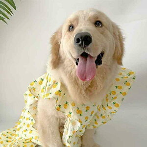 ybg  uh[ TGh s[X S[fgo[ {[_[R[ xXg ^ ^ p 킢 pCibv |GXe