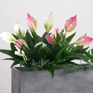  CeA AXE t z[ fR[V u GNXeA    t fBXvC