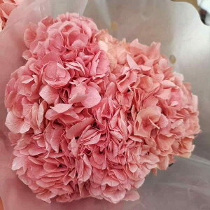 ԑ i AWTC hCt[ CeA  /Ĕ//sNn/////F Of[V(x2)