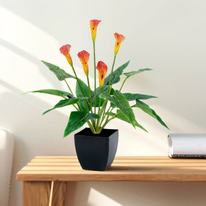 A CeAO[ }@ J[ ϗtA tFCNO[ lH 5{ 12t rO Q  ItBX  (x10)