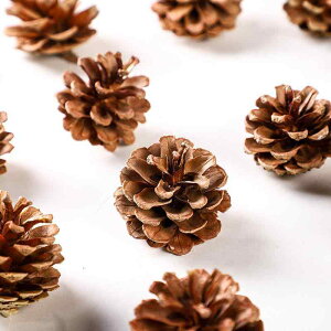 NX}X  I[ig ڂ ڂ ^yXg[ Ǌ|  DIY fR[V G p[eB[ Cxg(x4)