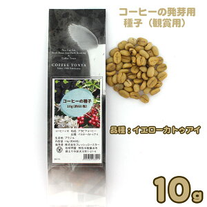 ブラジル産 コーヒーの発芽用種子 観賞用 10g(約60粒)品種:イエローカトゥアイ