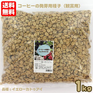 uWY R[q[̔pq Ϗܗp 1kgi6000jiFCG[JgDAC 