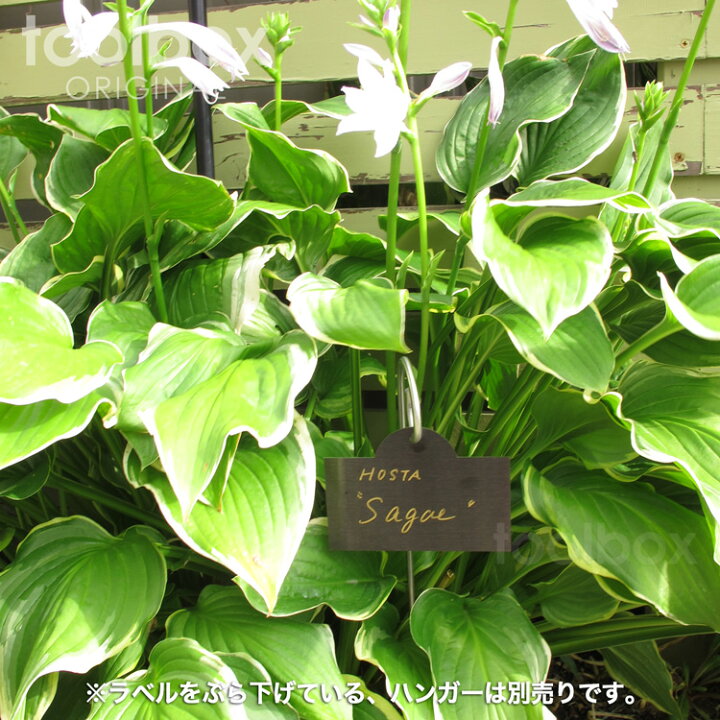 Fg T型フラワーラベル3枚入 中 No0126 園芸 ガーデニング ラベル ネームプレート ネームラベル ネーム 名前 園芸用品 庭園 花 プレート 名前札 名札 無地 果樹 樹木 野菜 花壇用 グッズ ガーデニング用品 雑貨 ガーデン用品 園芸 ｂ ｂセレクト 花挿入グラウンド