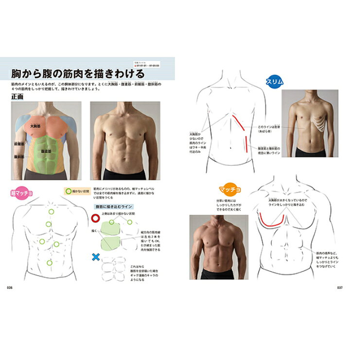 楽天市場 男の筋肉の描きわけポーズ集 スリムからマッチョまで コミック画材通販 Tools楽天shop