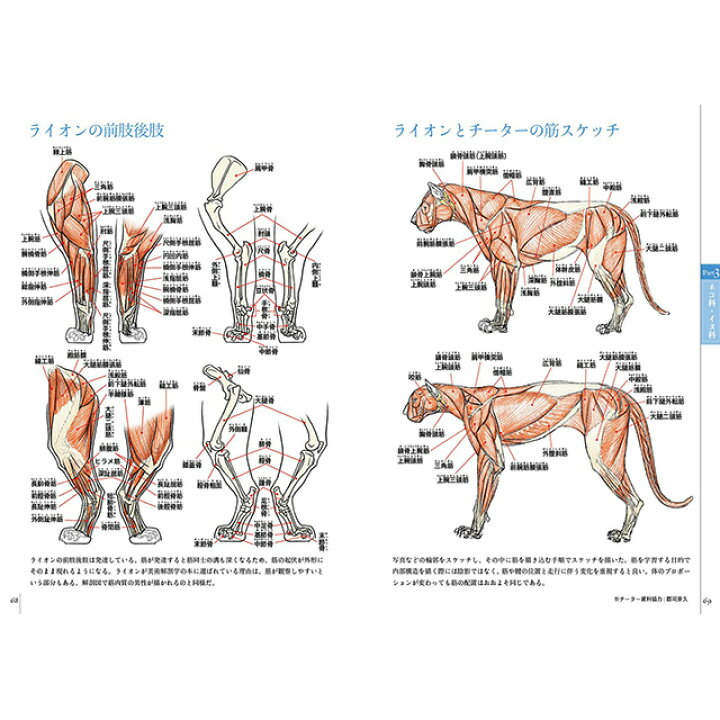 楽天市場 スケッチで学ぶ 動物 人比較解剖学 コミック画材通販 Tools楽天shop