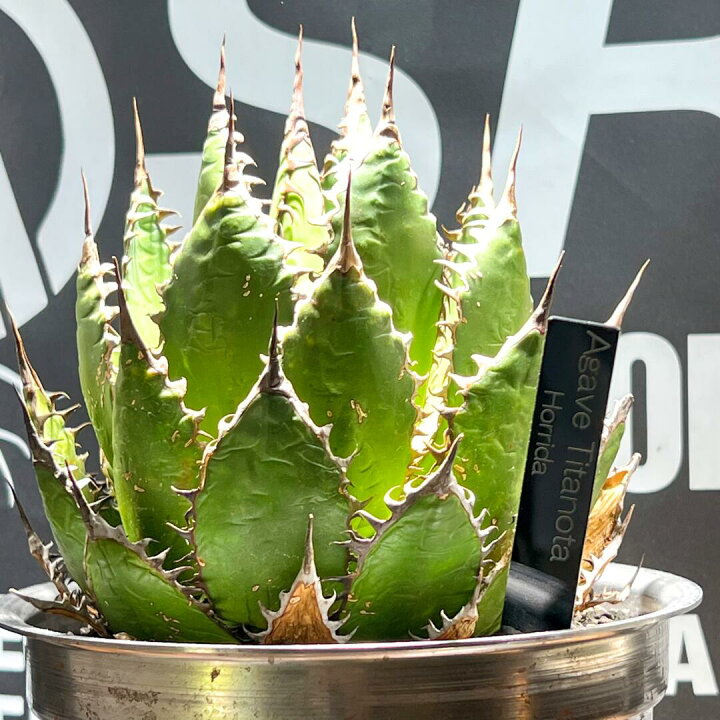 楽天市場】植物 名前 ラベル タグ 【 Plants ID 】ネームタグ 3mm 