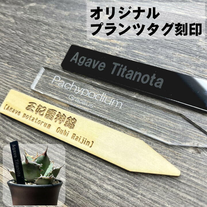 楽天市場 植物 名前 ラベル タグ Plants Id 1mm 3mm オリジナル 多肉植物 ネームプレート プラントマーカー 黒 透明 アクリル 木製 園芸ラベル ガーデニングラベル アガベ グラキリス 塊根植物 ユーフォルビア サボテン ハオルチア クラフトツールショップ バルカン