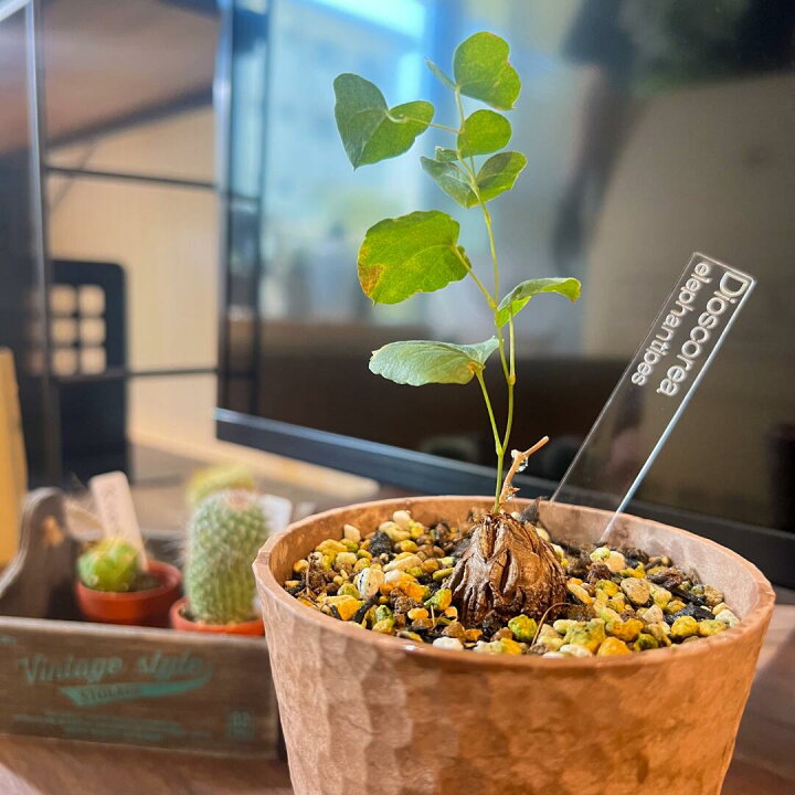 楽天市場】植物 名前 ラベル タグ 【 Plants ID 】ネームタグ 3mm 