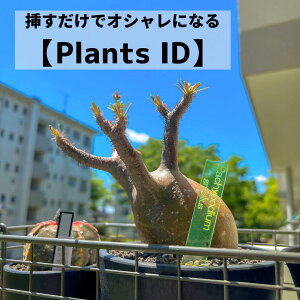 A O x ^O y Plants ID zl[^O 3mm IWi A l[v[g vg}[J[   AN |x K[fjO x AKx OLX 򍪐A 
