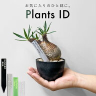 植物 名前 ラベル タグ 【 Plants ID 】 1mm/2mm/3mm オリジナル 多肉植物 ネームプレート プラントマー…