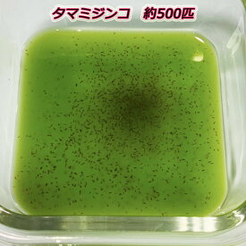 楽天市場 ミジンコの通販