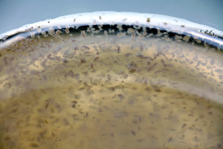 楽天市場 ミジンコ繁殖セット タマミジンコ 約1500匹 約0 5g スーパー生クロレラ 30ml 繁殖方法説明書付き ゴールドウッド