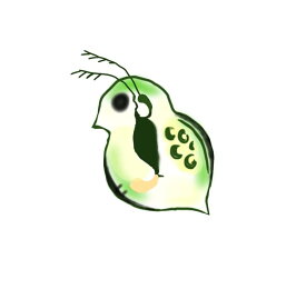 タイリクミジンコ 250匹～ 必要量ご選択下さい。