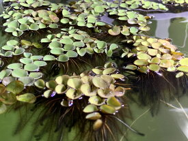 楽天市場 サルビニア ククラータ 水草 水槽 アクアリウム内装 熱帯魚 アクアリウム ペット ペットグッズの通販