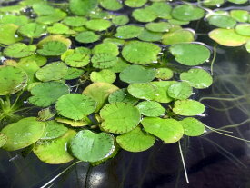 楽天市場 メダカ 浮き草の通販