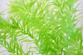 楽天市場 水草 オオカナダモの通販