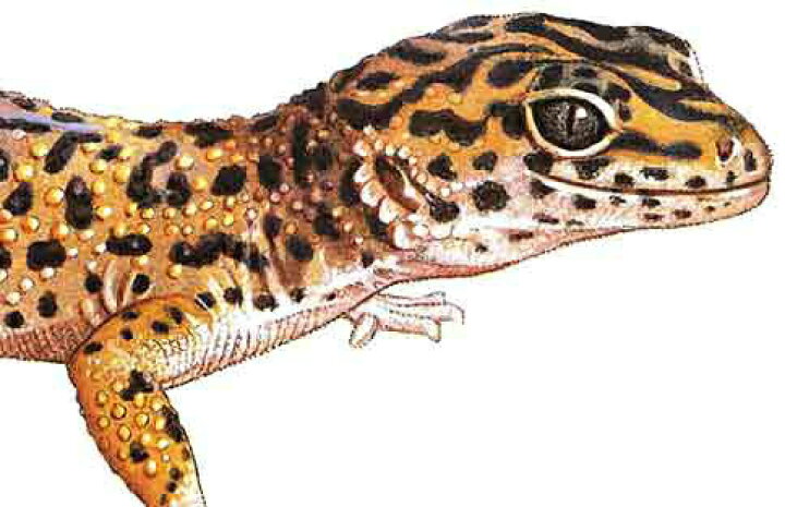 楽天市場 Leopard Gecko ヒョウモントカゲモドキ 版画 Ecoユニバース エコユニバース 爬虫類用品店 トップクリエイト