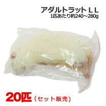 楽天市場】冷凍ラットllの通販