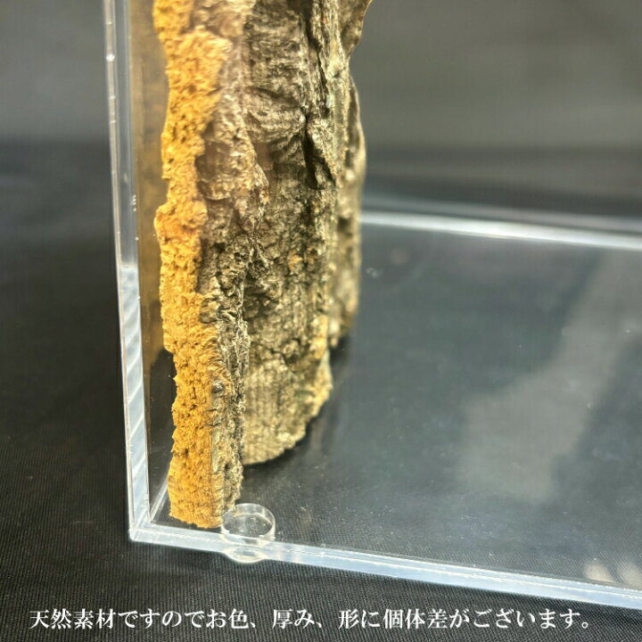 楽天市場】爬虫類 アクリルケージ用 天然コルク樹皮バックパネル 45cm 
