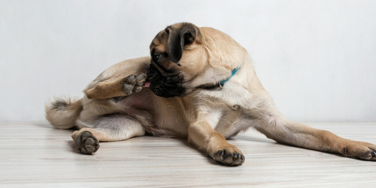 犬 足 を 舐める