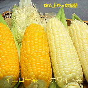 y}CX^[F؏iz kCƂ낱 zCgECG[ZbgB Mtg  ̂Ή eƂ낱͈ԗǂ̂Iđ܂BEւ͑ǉL